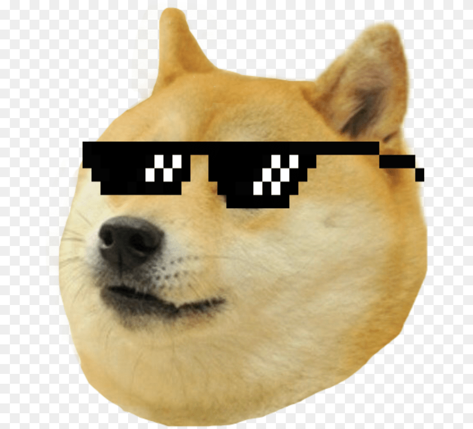 Download Thug Life Meme Dog Doge, Snout, Pet, Mammal, Husky Png Image