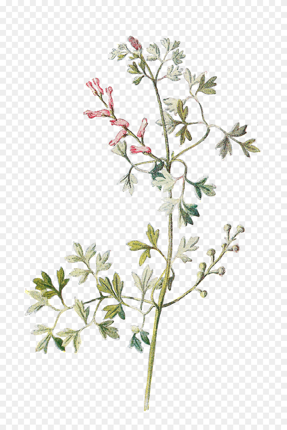 Download Tiny Flowers Wildflower, Acanthaceae, Plant, Leaf, Herbs Free Transparent Png