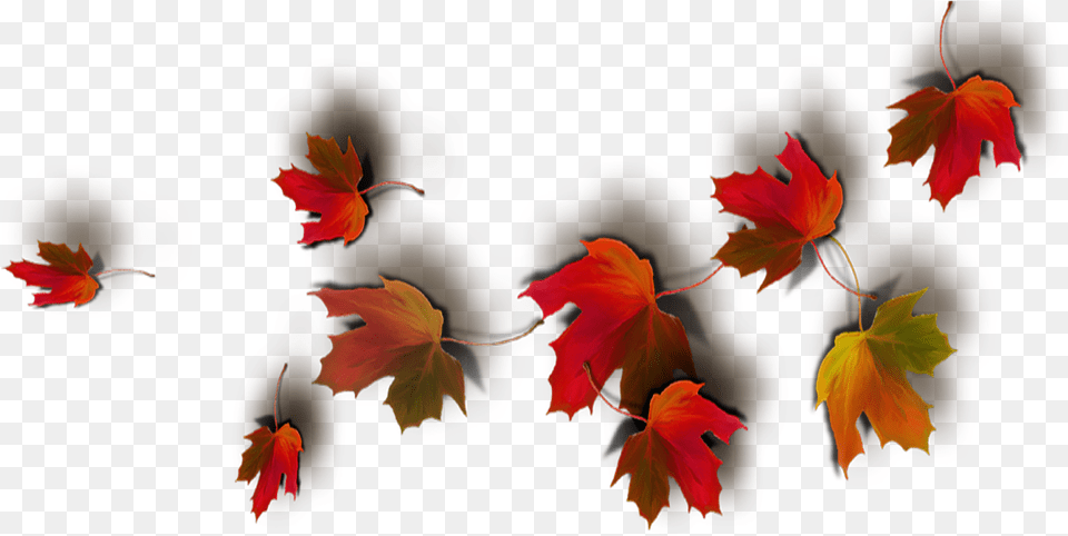 Download Today Feels Like A Real Autumn Day Real Leaves Fall Leaf Background, Plant, Tree, Maple, Maple Leaf Free Transparent Png