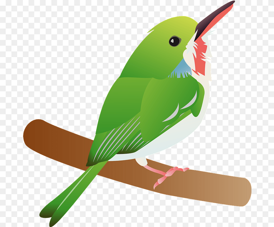 Download Tody Bird Clipart Mountain Bluebird Hd Coraciiformes, Animal, Beak, Finch, Fish Free Transparent Png