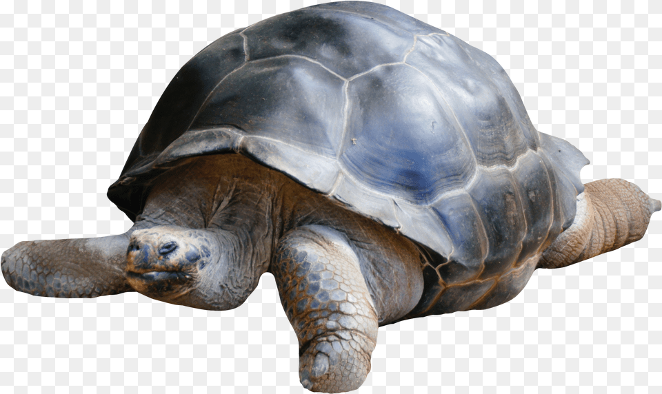 Download Tortoise For Terrapin, Animal, Reptile, Sea Life, Turtle Png Image