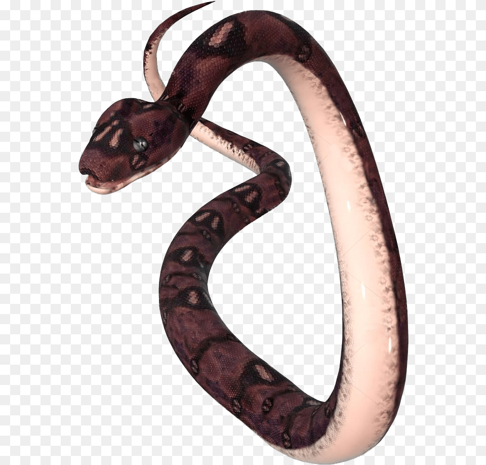 Download Transparent Anaconda Anaconda, Animal, Reptile, Snake Png Image