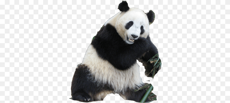 Download Transparent Background Panda, Animal, Bear, Giant Panda, Mammal Free Png