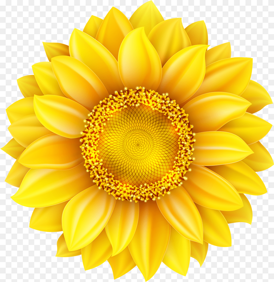Transparent Background Sunflower With Clipart Transparent Background Sunflower Free Png Download