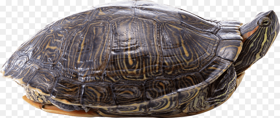 Download Transparent Background Turtle, Animal, Reptile, Sea Life, Box Turtle Png