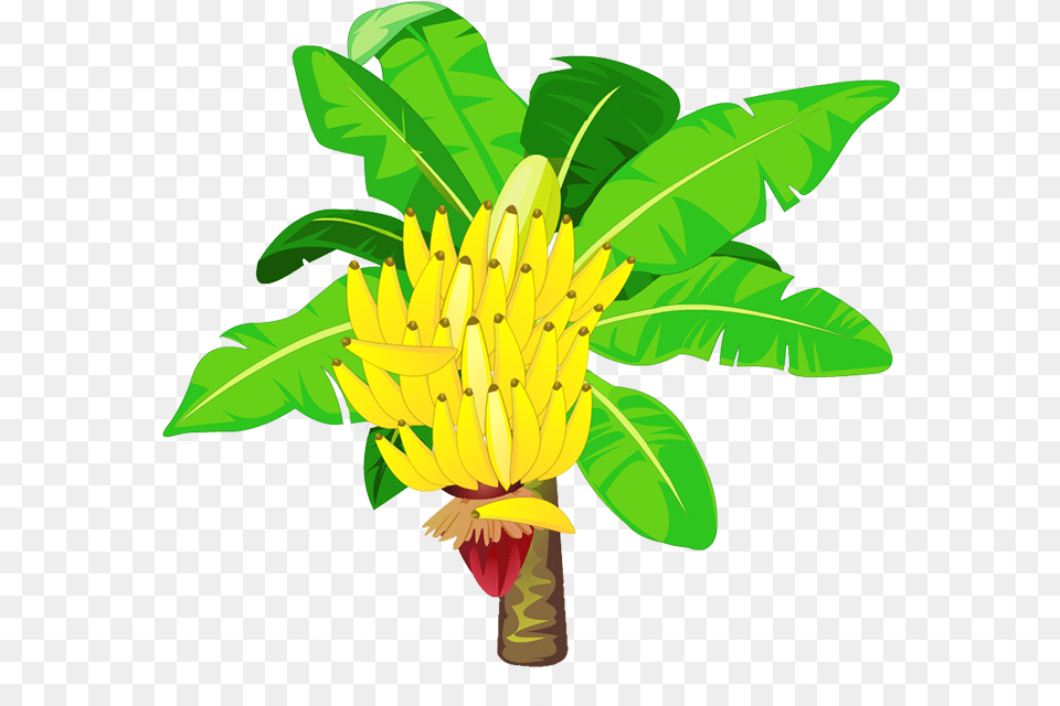 Download Transparent Banana Tree Banana Tree Clipart, Food, Fruit, Plant, Produce Png