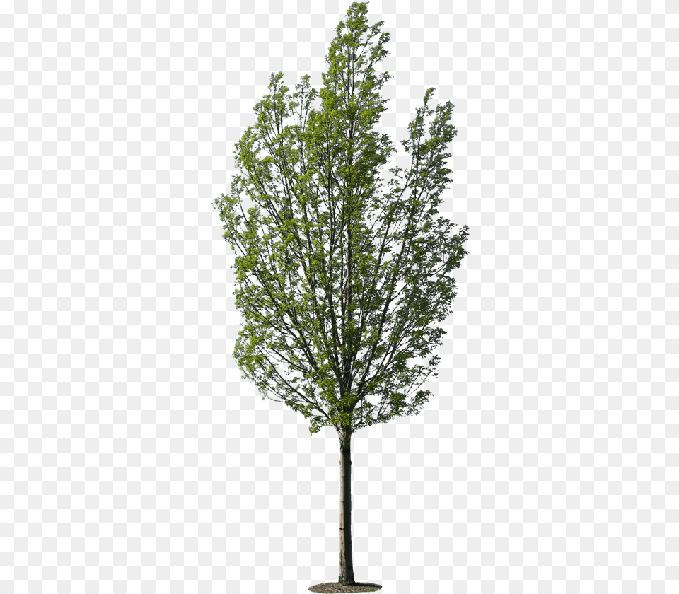 Download Transparent Birch Tree High Resolution Tree Tree Texture, Maple, Oak, Plant, Sycamore Free Png