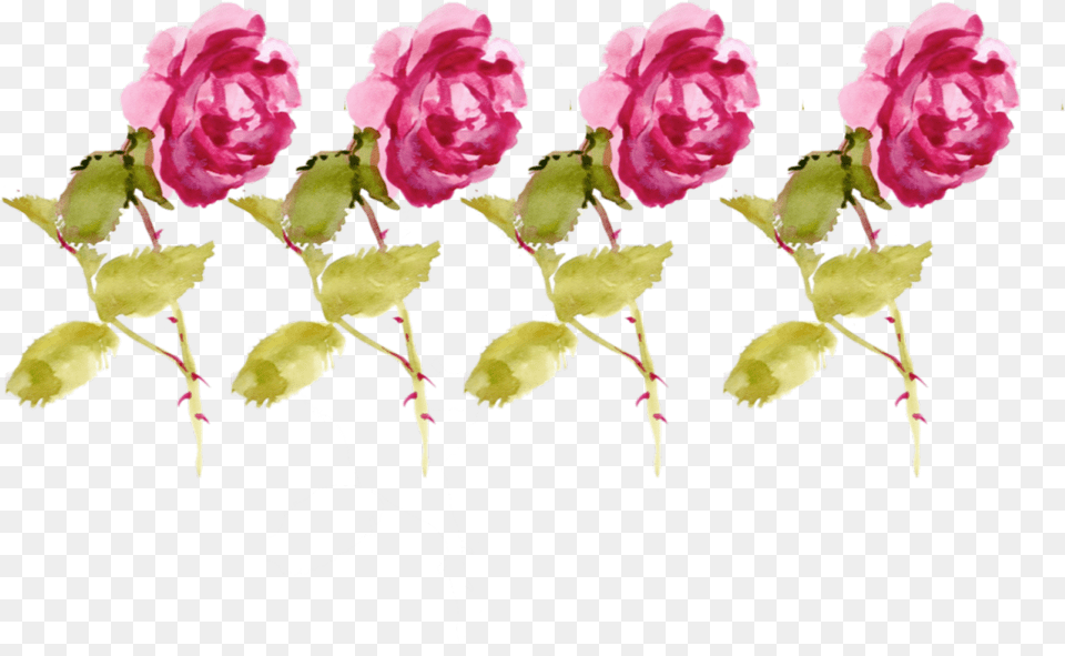 Transparent Flower Drawing Floral, Petal, Plant, Rose, Geranium Free Png Download