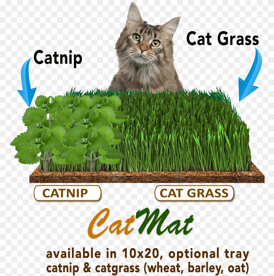 Download Transparent Flower Pot Domestic Cat, Grass, Herbal, Herbs, Potted Plant Free Png