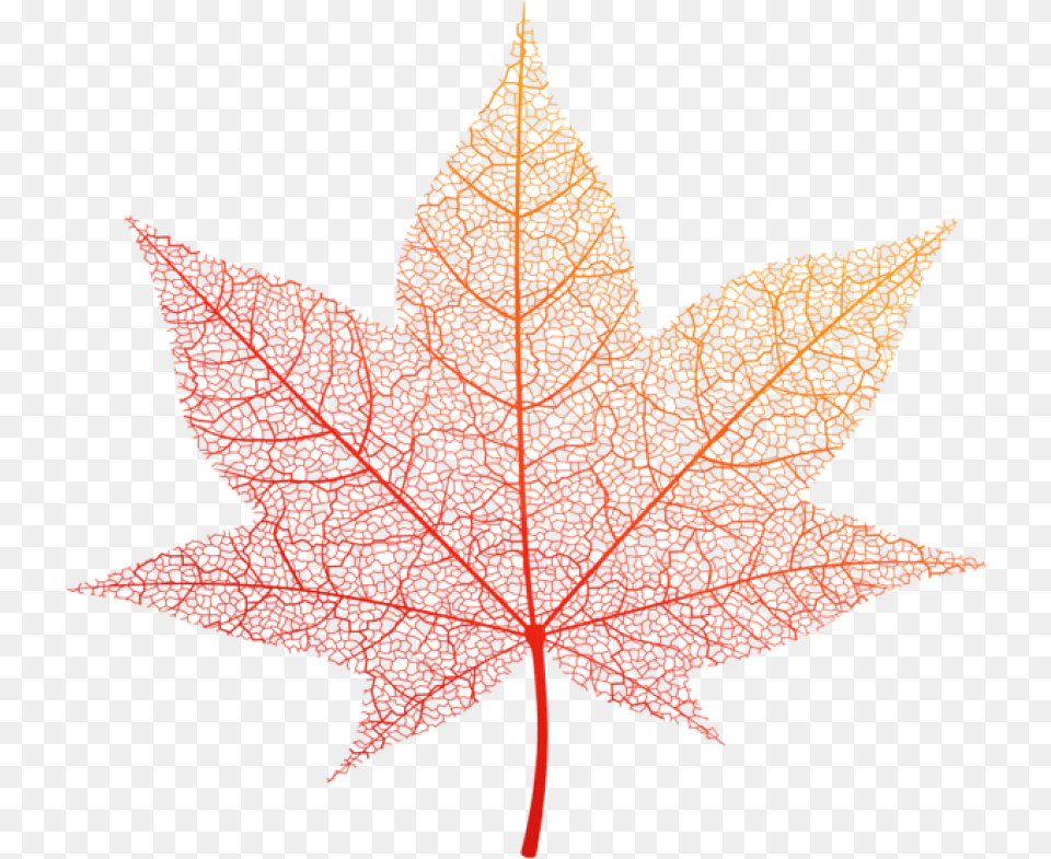 Download Transparent Orange Autumn Leaf Clipart Photo Transparent Autumn Leaf Vector, Plant, Tree, Maple Leaf, Maple Free Png