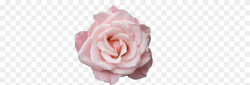 Download Transparent Tumblr Pictures Pale Pink Roses Transparent Pastel Tumblr, Flower, Plant, Rose, Petal Png Image