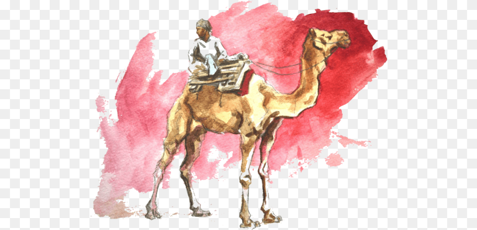 Download Travel Destinations Watercolor Camel Arabian Camel, Animal, Mammal, Adult, Female Png Image