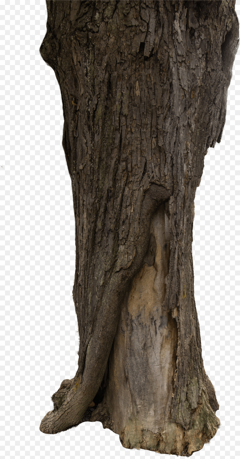 Download Tree Bark Texture, Text Png Image