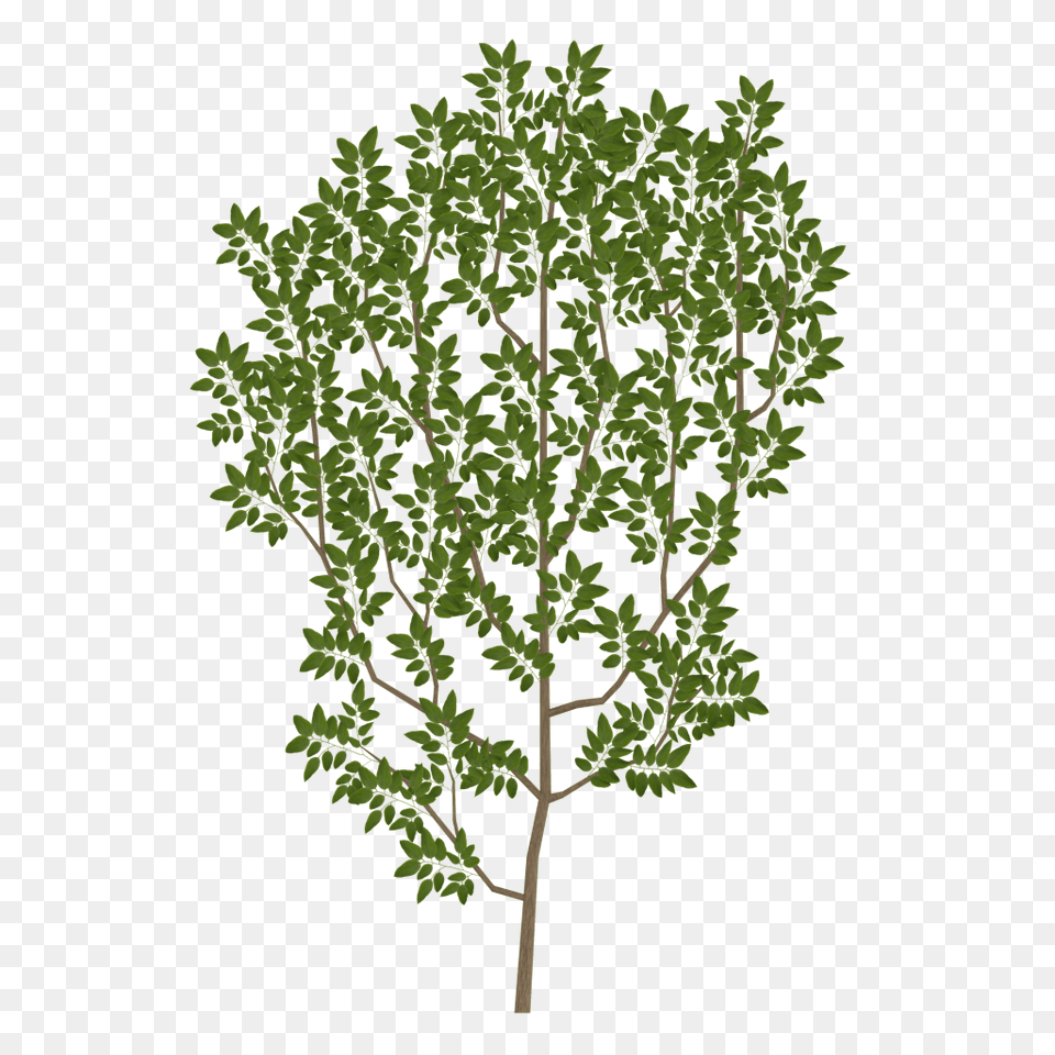 Download Tree Branch Texture With No Transparent Tree Leaves Texture, Grass, Sycamore, Plant, Oak Free Png
