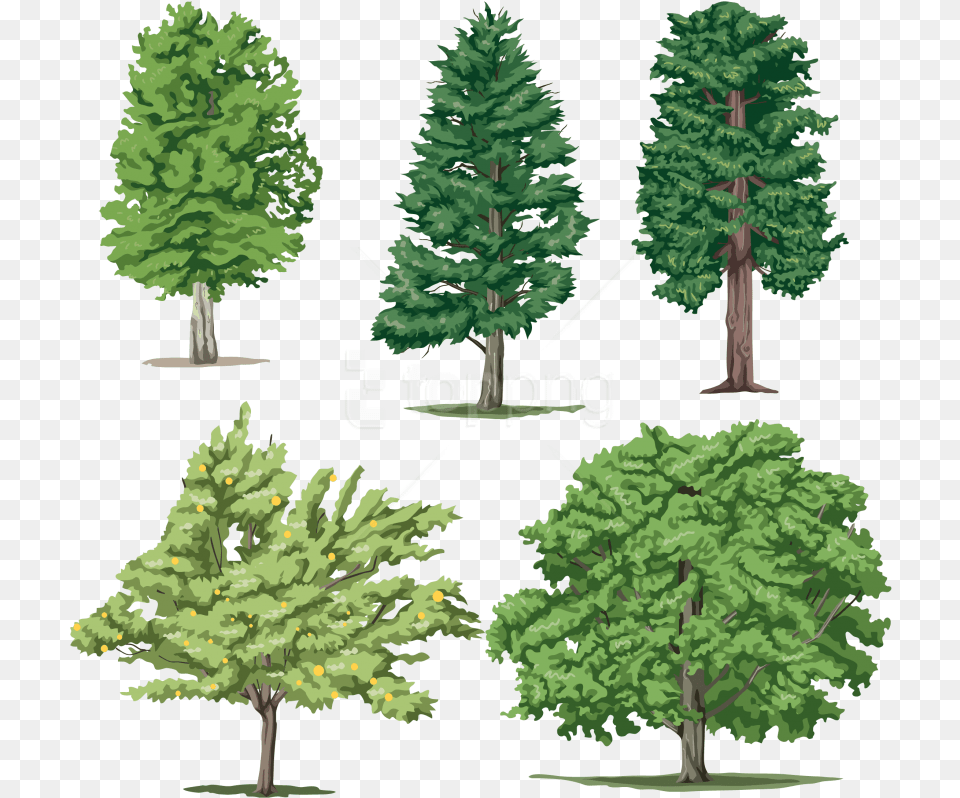 Download Tree Clipart Photo Images Tom And Jerry Kids, Fir, Pine, Plant, Vegetation Free Png