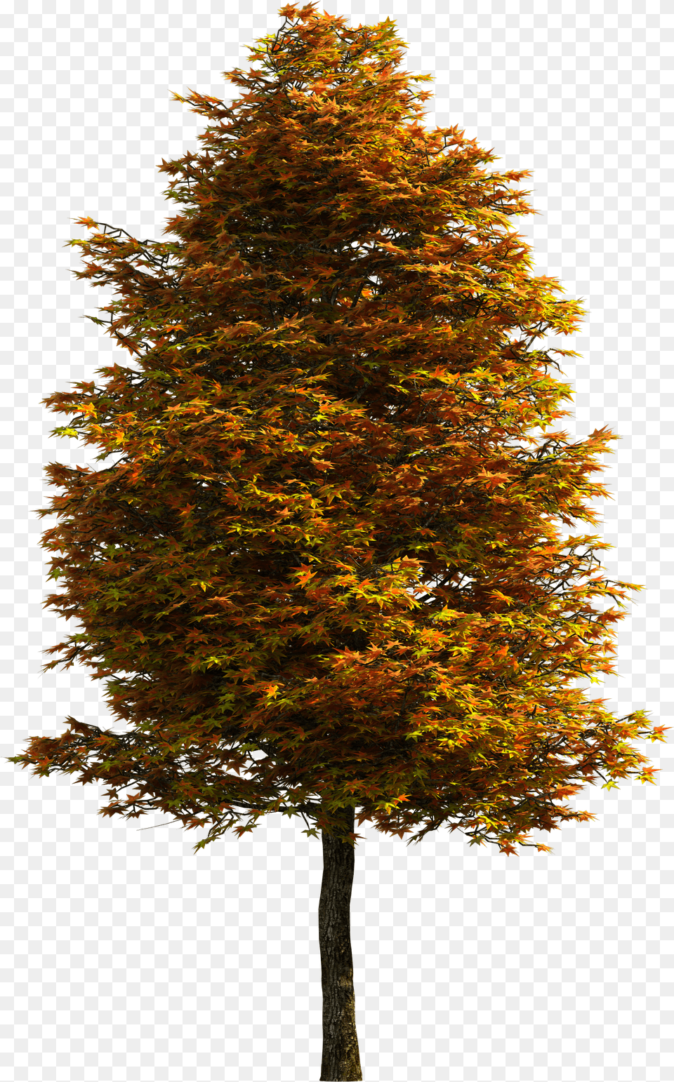 Download Tree Clipart Pine Tree Transparent Background, Leaf, Maple, Plant, Tree Trunk Png Image