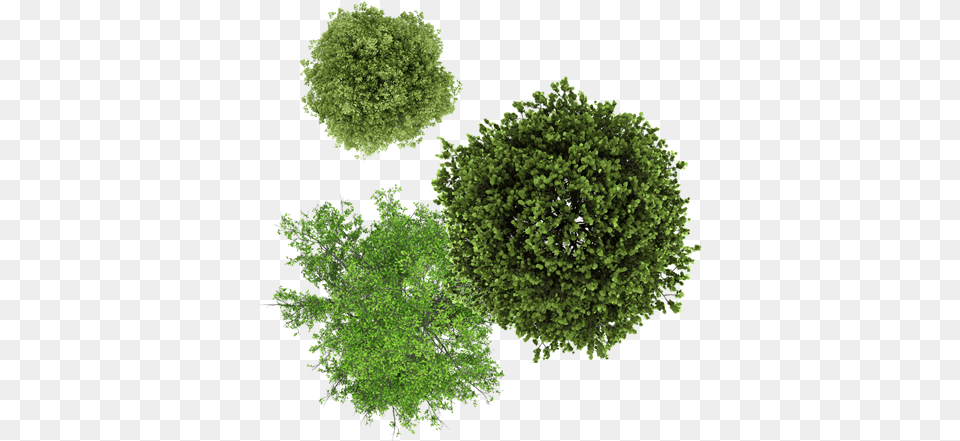 Download Tree Drawing Top View Full Size Image Photoshop Ash Tree Top View, Vegetation, Moss, Plant, Green Png