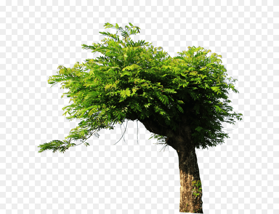 Download Tree For Picsart Full Size Image Pngkit Tree For Picsart, Green, Plant, Tree Trunk, Conifer Png
