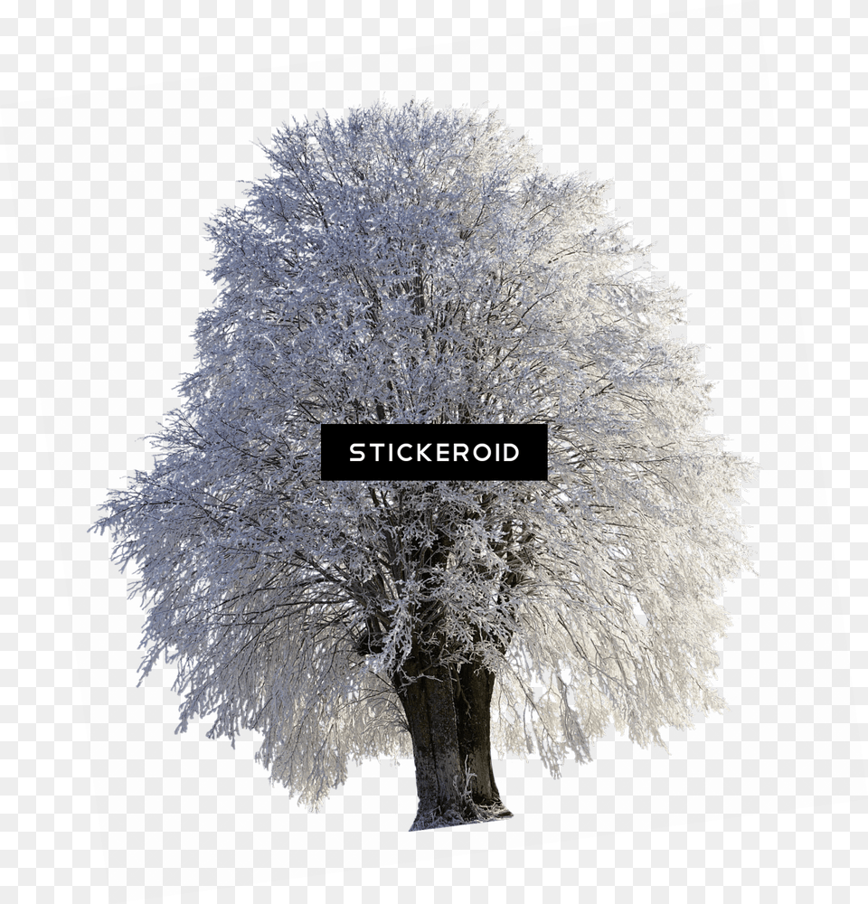Tree Full Of Snow Tree In Norway Covered In Frost Snow Covered Tree, Ice, Nature, Outdoors, Plant Free Png Download