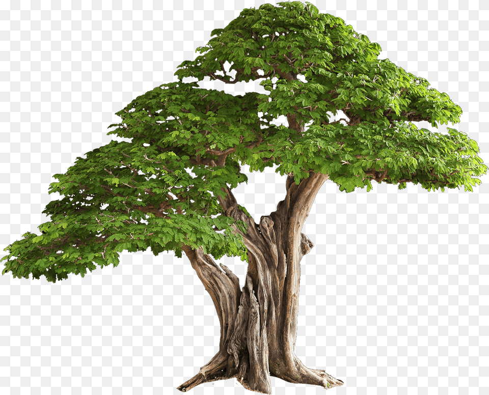 Tree Image Brazilian Rain Tree Bonsai, Plant, Potted Plant, Conifer, Tree Trunk Free Png Download