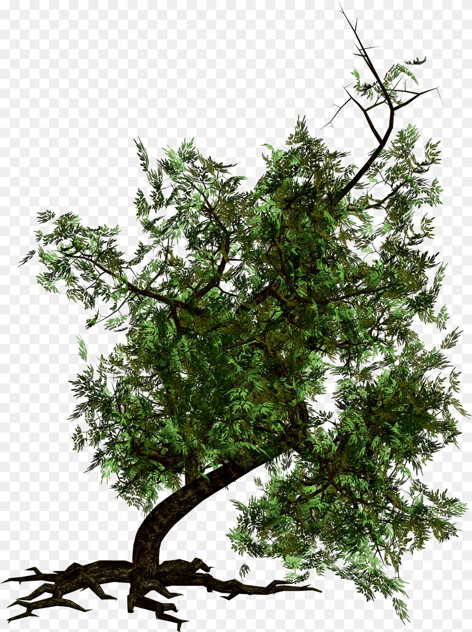 Tree Image Dlpngcom Portable Network Graphics, Conifer, Green, Plant, Vegetation Free Png Download
