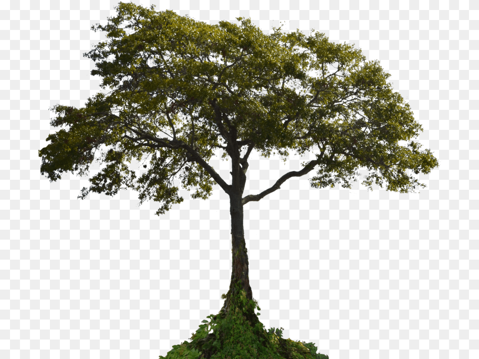 Download Tree Image For Tree Stock Photo, Oak, Plant, Sycamore, Tree Trunk Free Transparent Png