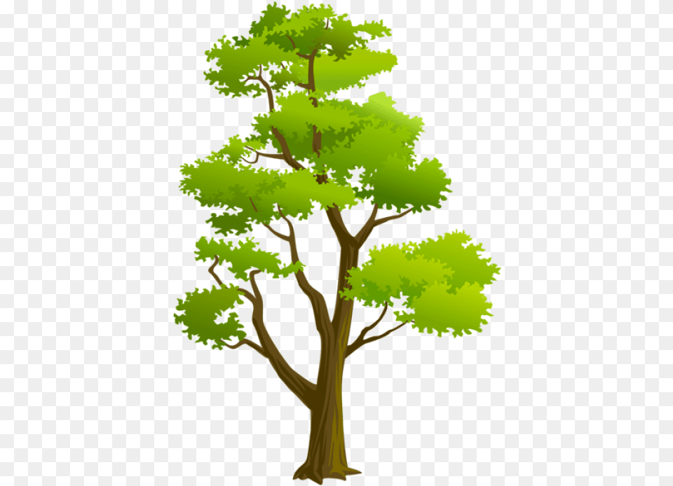 Download Tree Images Background High Resolution Text, Oak, Plant, Sycamore, Green Free Png