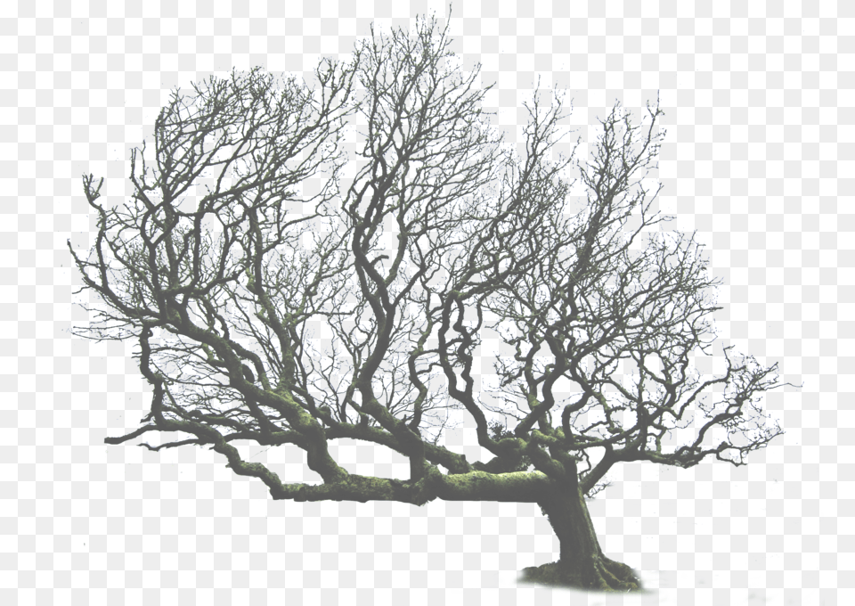 Download Tree Leaning Leaning Tree, Nature, Outdoors, Plant, Weather Free Png