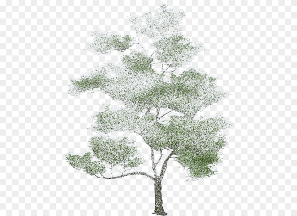 Download Tree Photoshop Arbre Trees Elevation For Photoshop, Frost, Ice, Nature, Outdoors Png Image