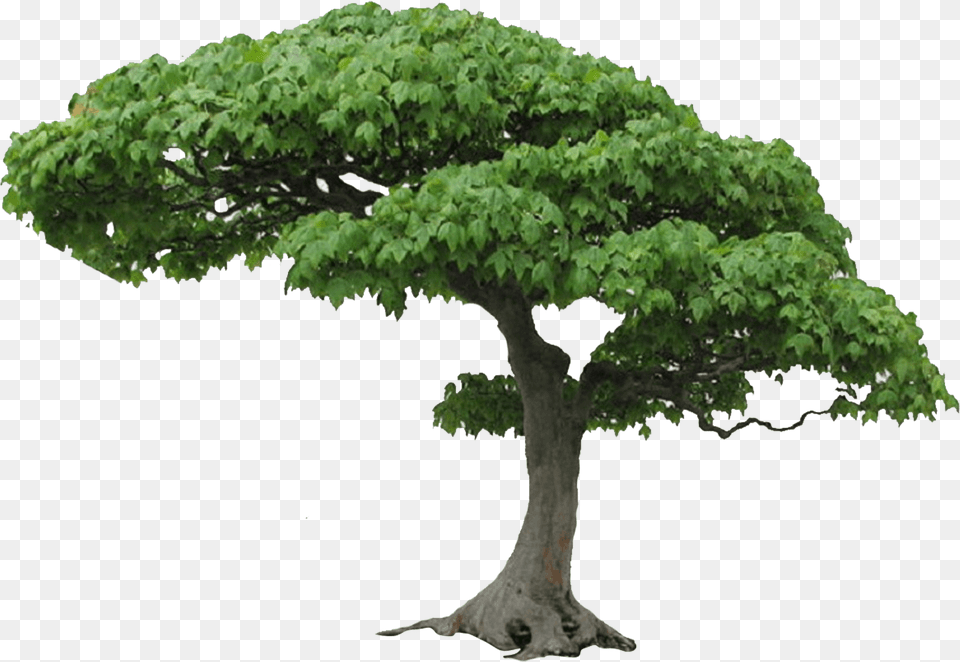 Tree Picture Hq Image Freepngimg Tree Hd, Oak, Plant, Potted Plant, Sycamore Free Png Download