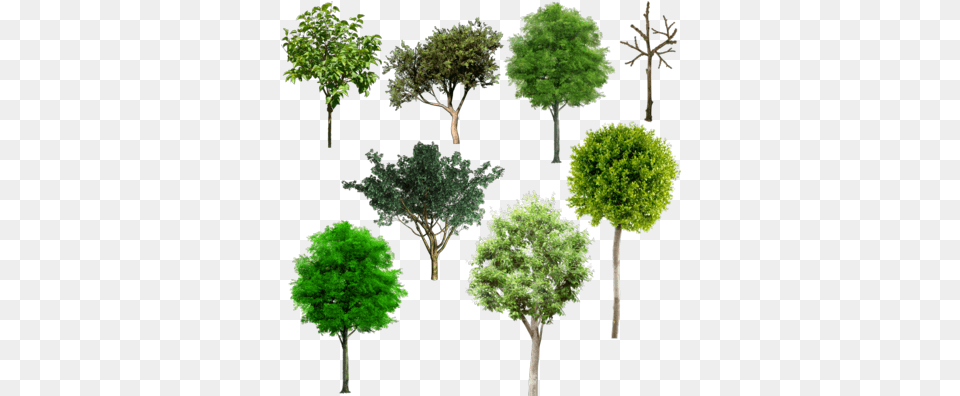 Download Tree Plan Browse U003e Flowers U0026 Trees Mix Alberi Da Frutto Psd, Green, Vegetation, Oak, Sycamore Png Image
