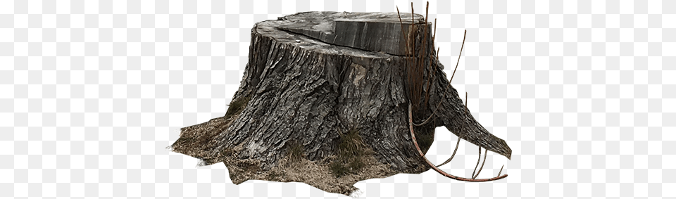 Download Tree Stump Solid, Plant, Tree Stump Png