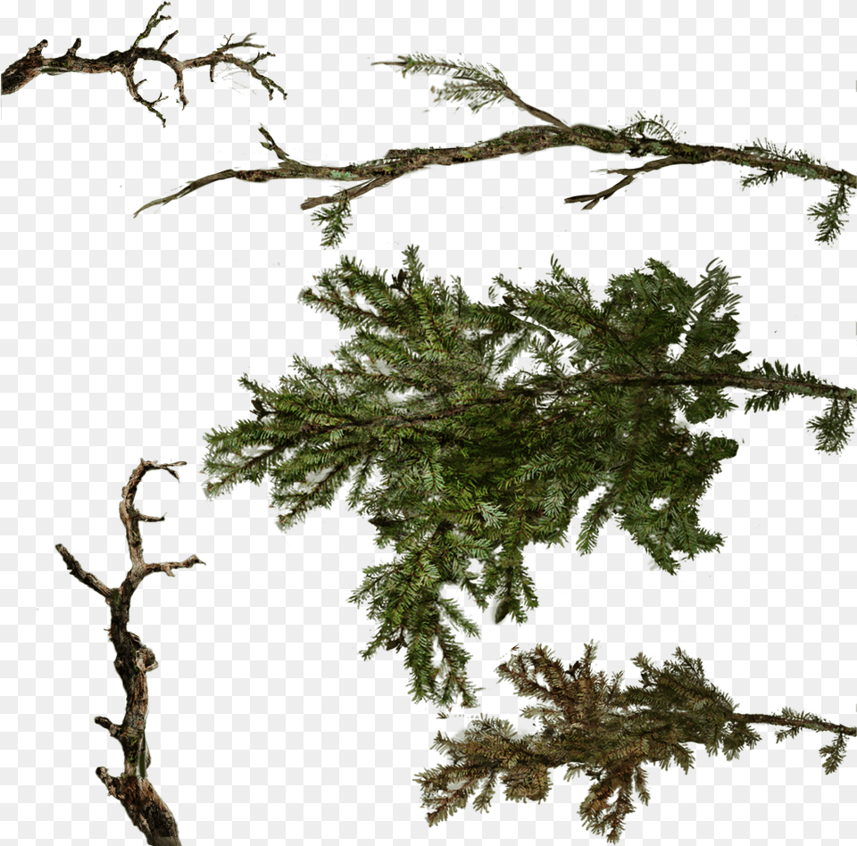 Download Tree Texture Branches Image With No Pine Tree Branch Texture, Moss, Plant, Conifer, Leaf Free Png