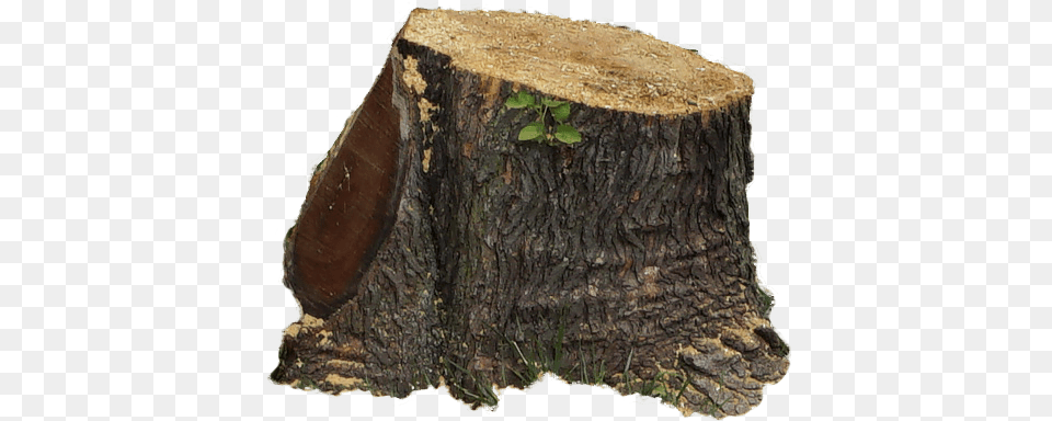 Download Tree Tree Stump Full Size Pngkit Solid, Plant, Tree Stump, Tree Trunk Png Image