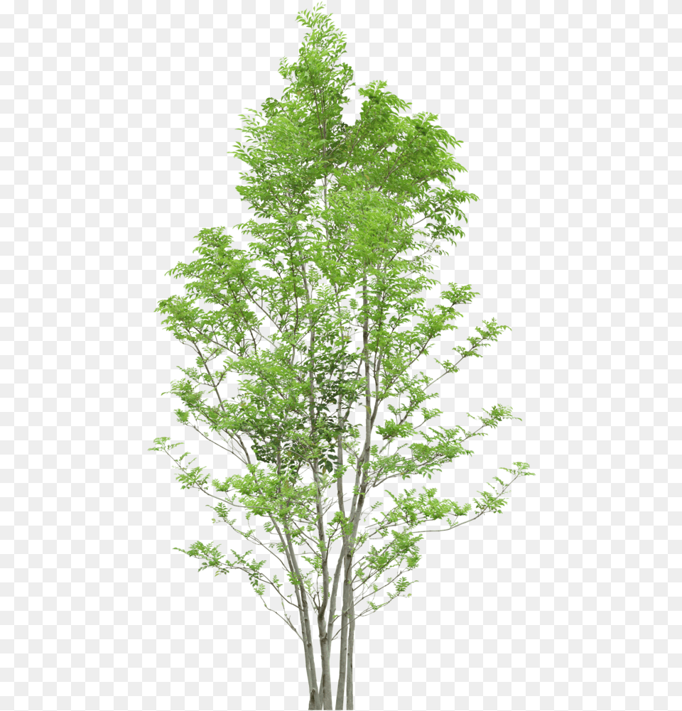 Download Tree Trees Clipart Rantai Makanan Di Hutan, Conifer, Plant, Maple, Green Free Transparent Png
