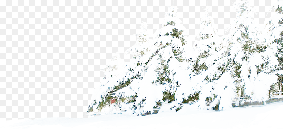 Download Tree Winter Pine Snow Free Hd Clipart Transparent Background Snow Tree, Fir, Plant, Ice, Nature Png