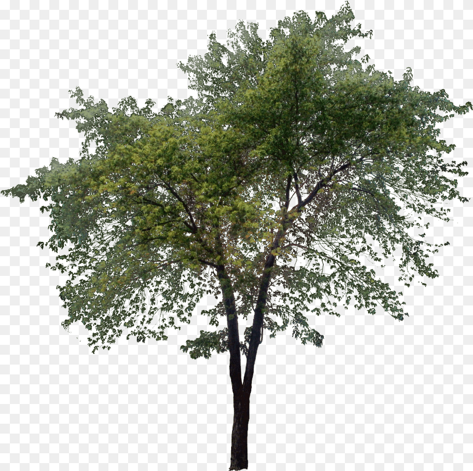 Download Trees Images Tree, Plant, Tree Trunk, Vegetation Png Image