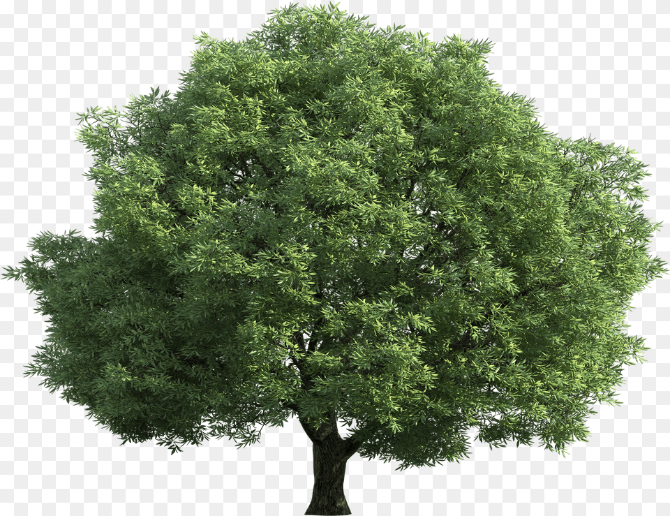 Trees Transparent Images Big Tree Transparent Background Free Png Download