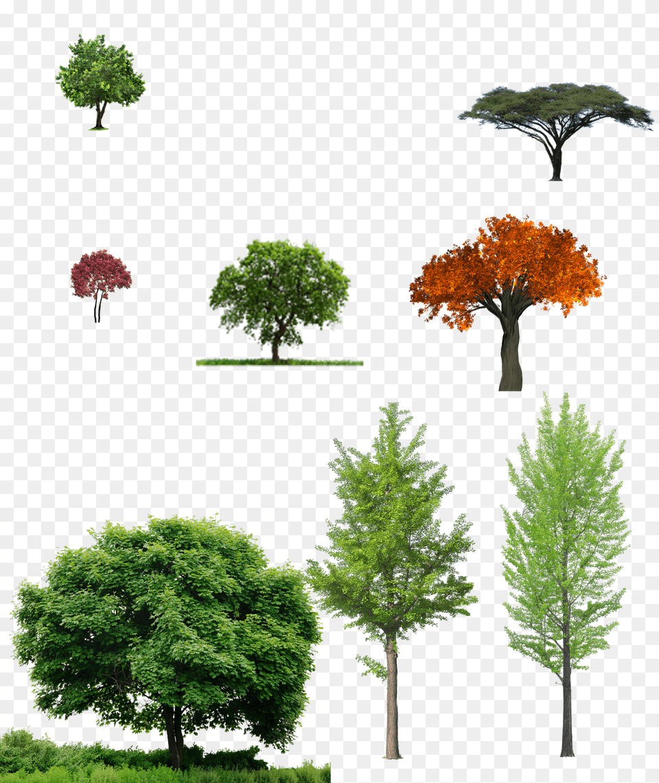 Trees Tree And Grass, Plant, Maple, Conifer, Vegetation Free Png Download
