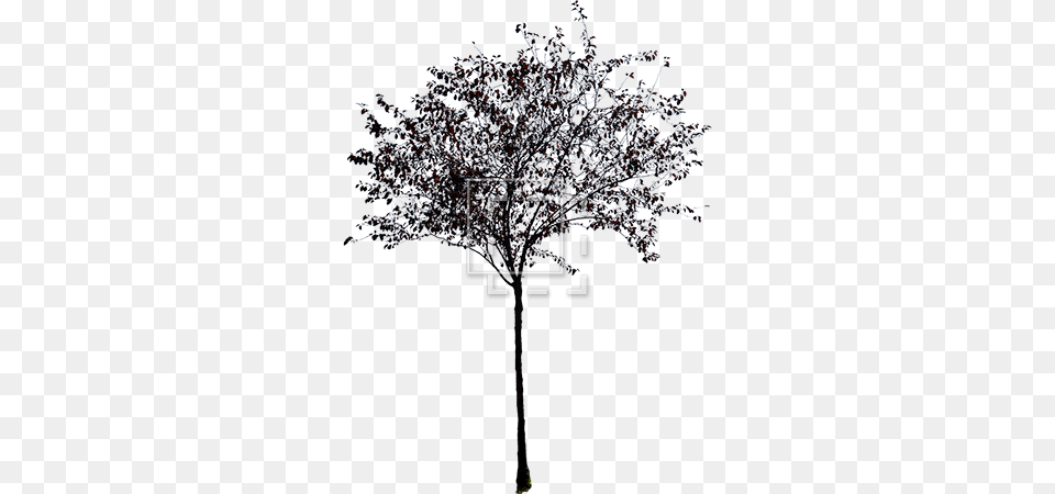Trees Without Leaves Picture Library Stock Small Tree Black And White Hd, Flower, Plant, Outdoors, Hoop Free Png Download
