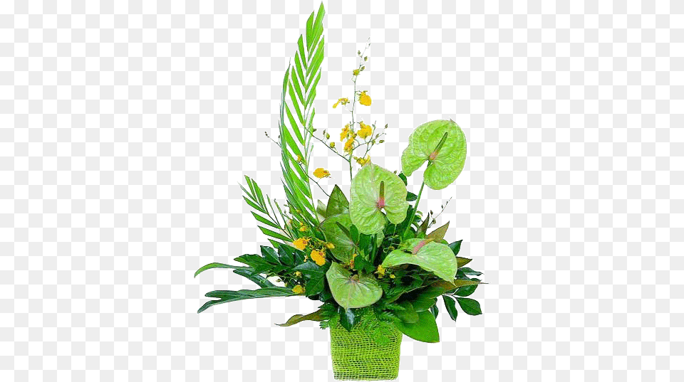 Download Tropical Flowers Bb Exotic Gardens St Patrick Day, Flower, Flower Arrangement, Ikebana, Plant Png