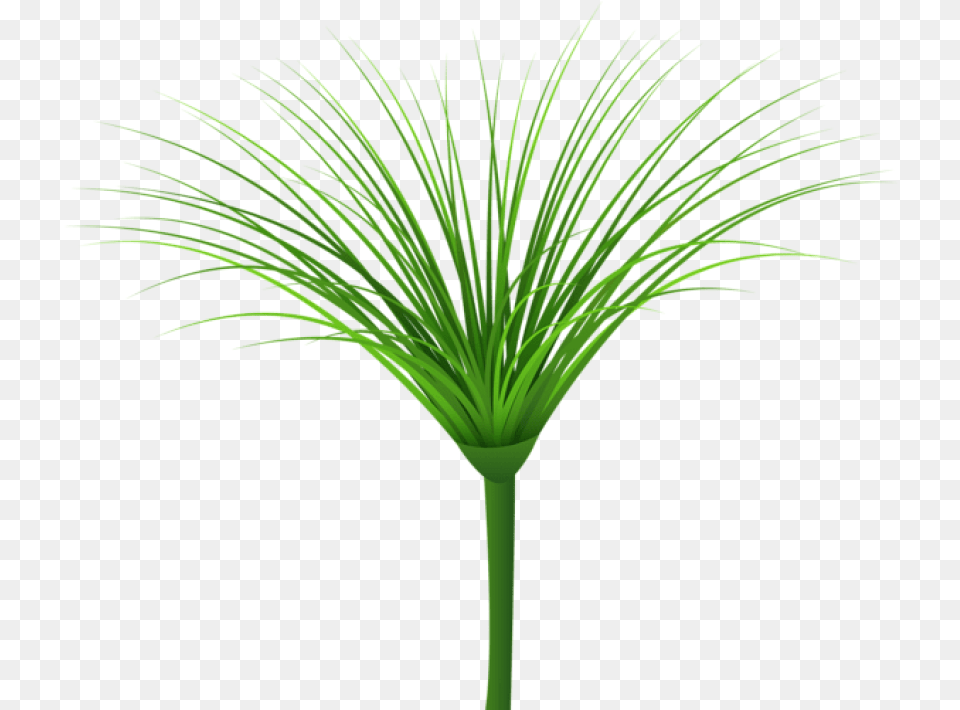 Download Tropical Green Leaf Clipart Photo Sweet Grass, Palm Tree, Plant, Tree Png Image