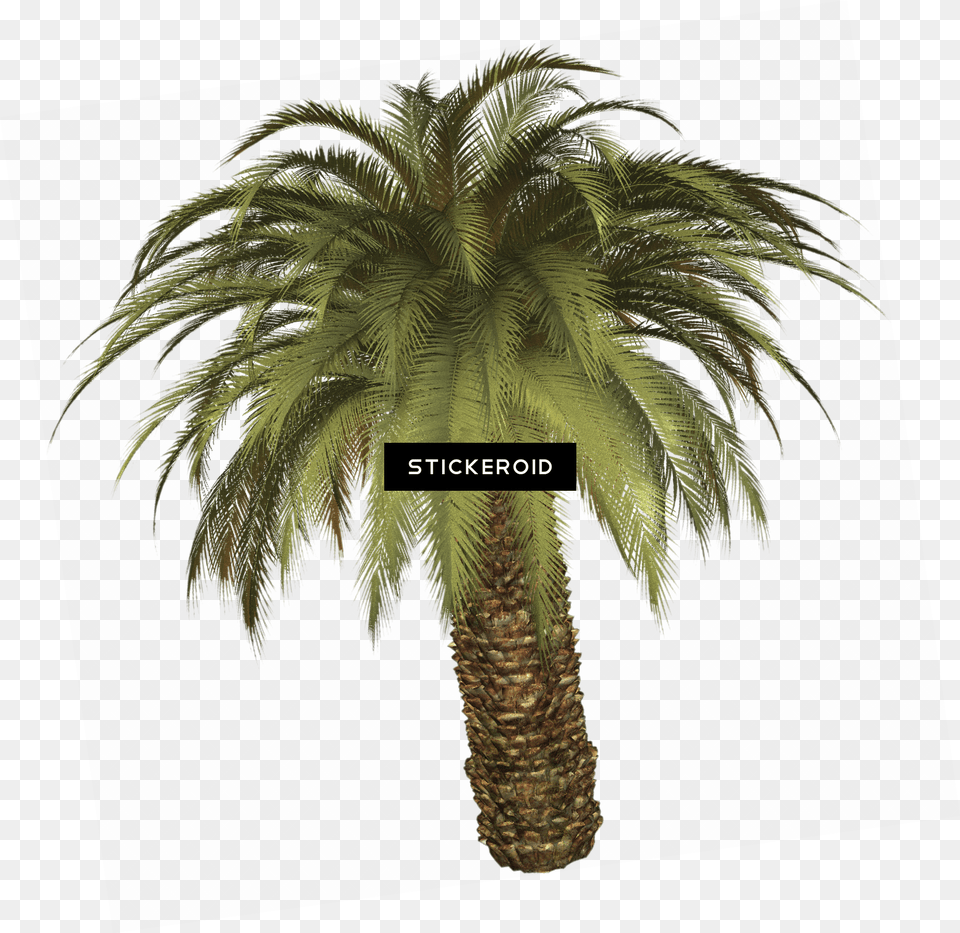 Download Tropical Palm Tree Palm Tree Full Size Big Palm Tree, Palm Tree, Plant Png Image