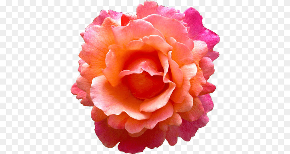 Download Tropical Pink Flower Rose, Petal, Plant, Carnation Png