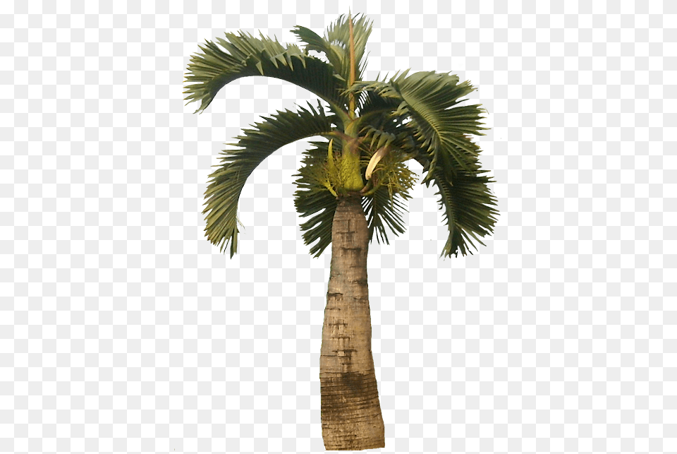 Download Tropical Plant Pictures Bottle Palm Tree, Palm Tree Png Image