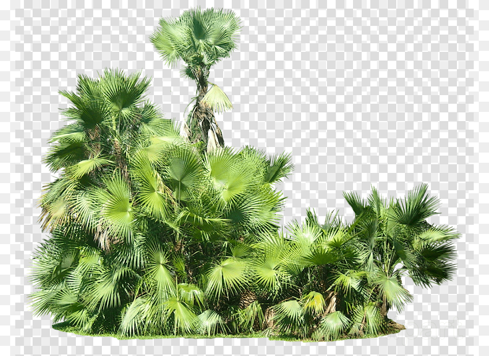 Download Tropical Plants Clipart Tropics Tropical Tropical Plants, Palm Tree, Plant, Summer, Tree Png Image