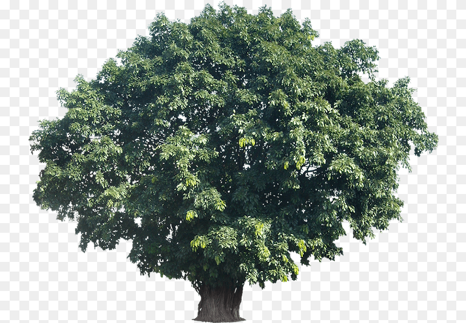 Download Tropical Trees Large Tree Actual Height, Oak, Plant, Sycamore, Tree Trunk Png Image