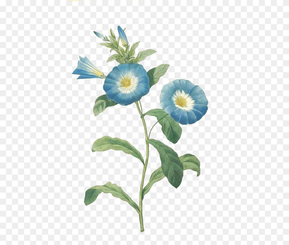 Download Trumpet Vine Botanical Flower Blue Full Pierre Joseph Redoute, Acanthaceae, Anemone, Plant, Anther Free Png