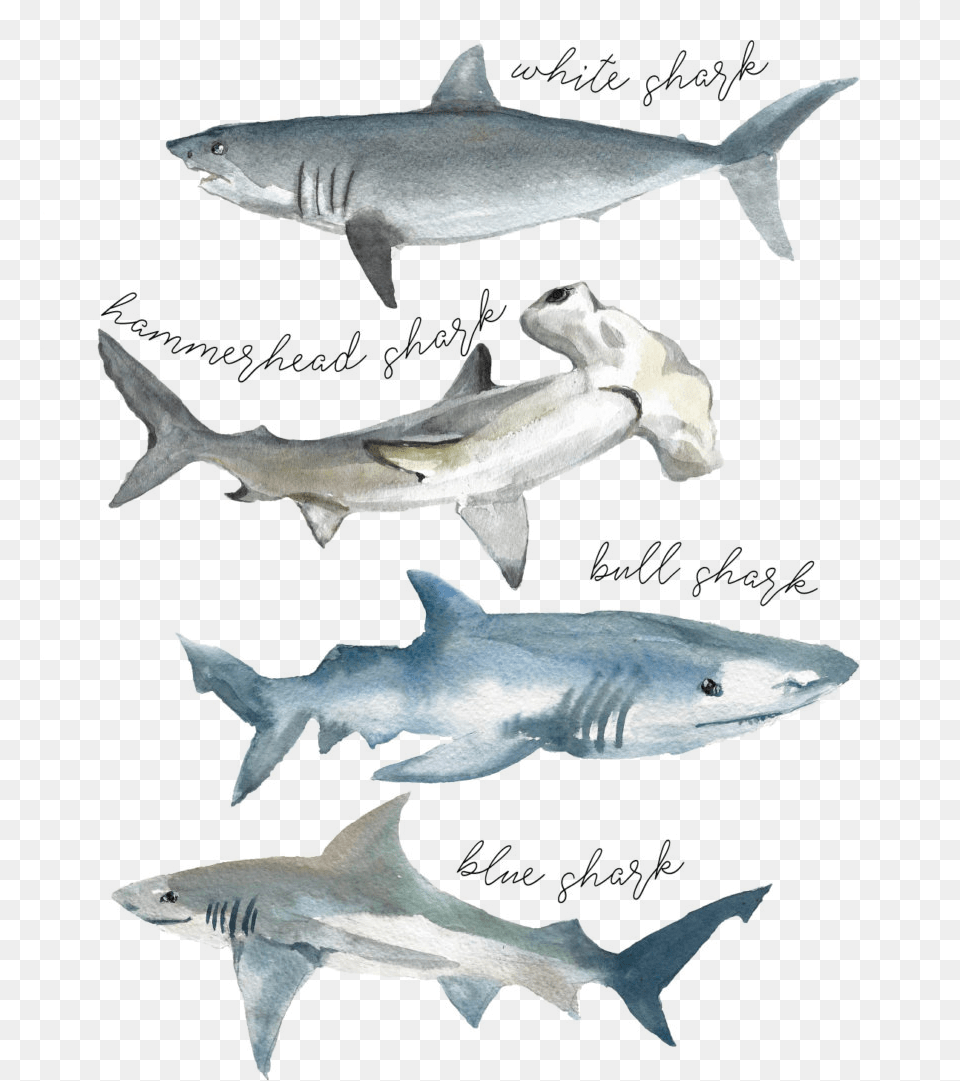 Download Tshirt Shark Watercolor Type Of Sharks Watercolor Shark Species Watercolor, Animal, Fish, Sea Life Png Image