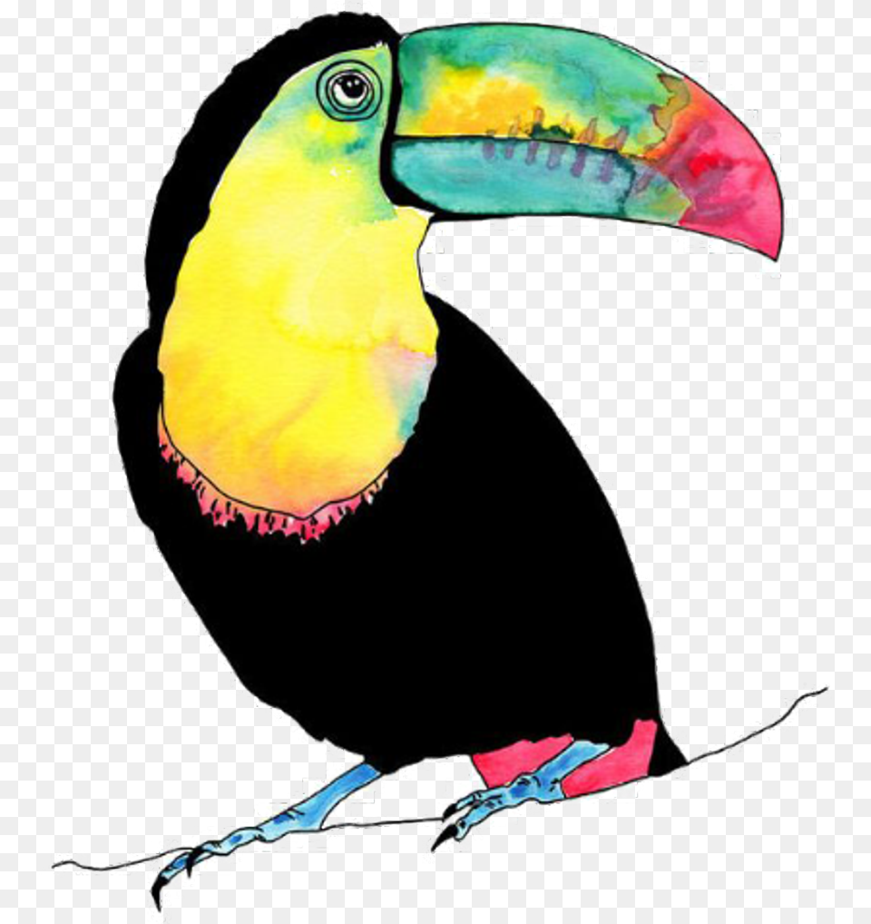Tucan Bird Vogel Animal Birds Animals Toucan Illustration, Beak, Person Free Png Download